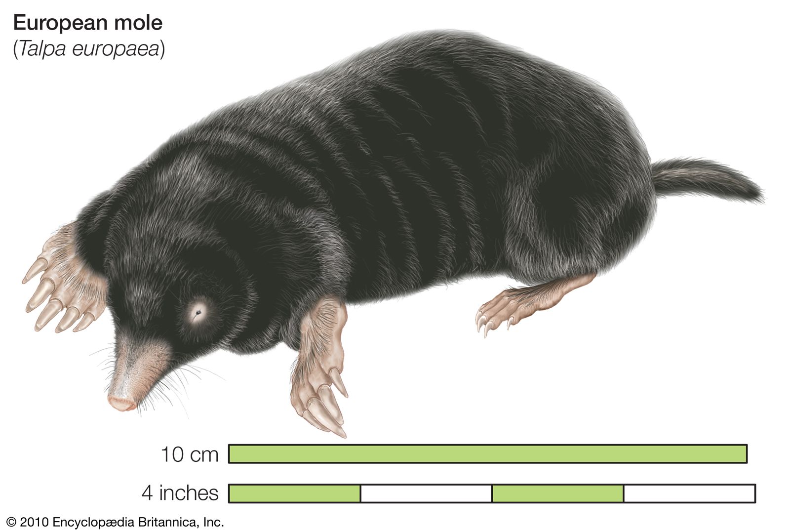 Anatomy Of A Mole