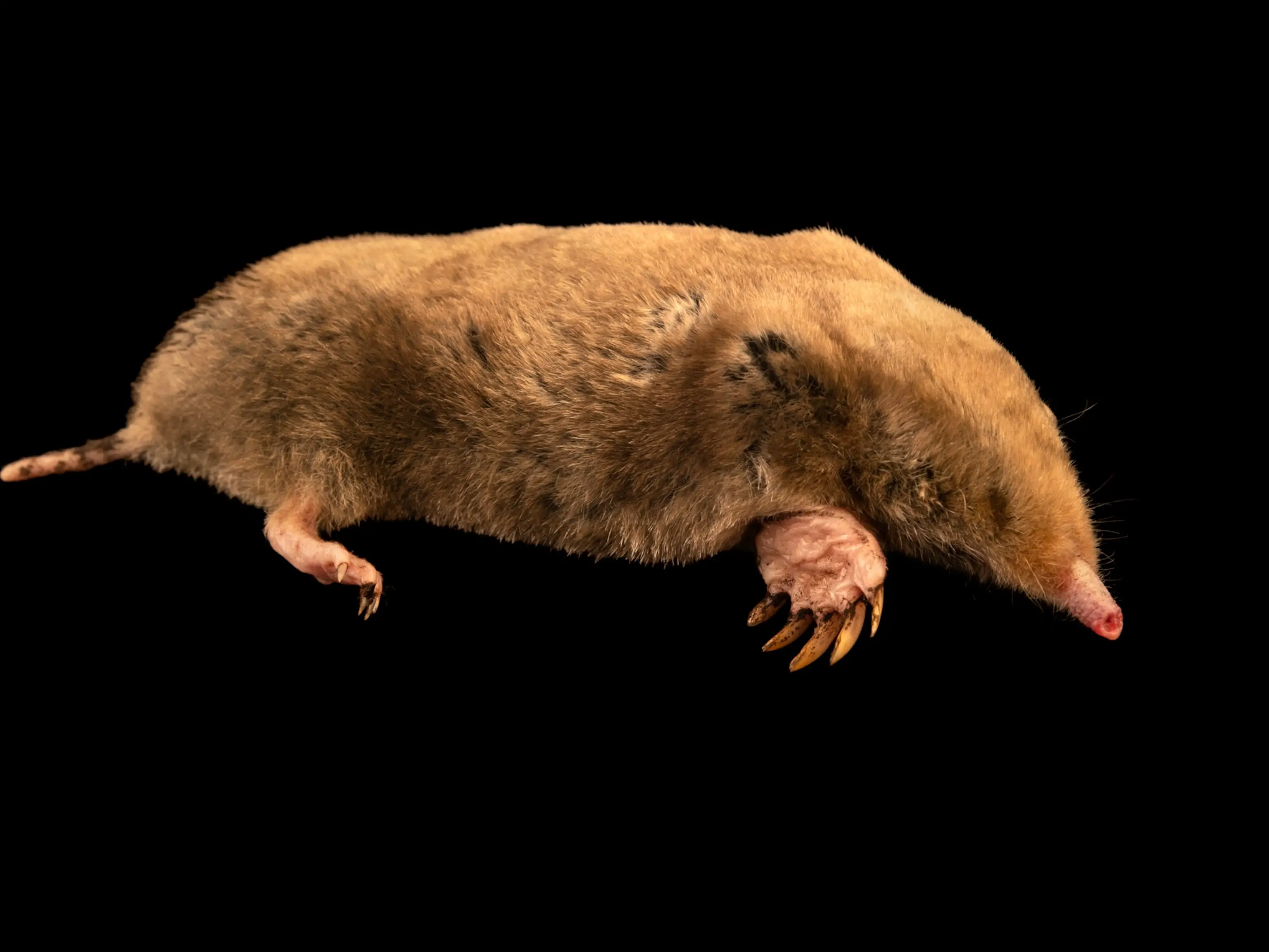 Are Moles And Mice Enemies?