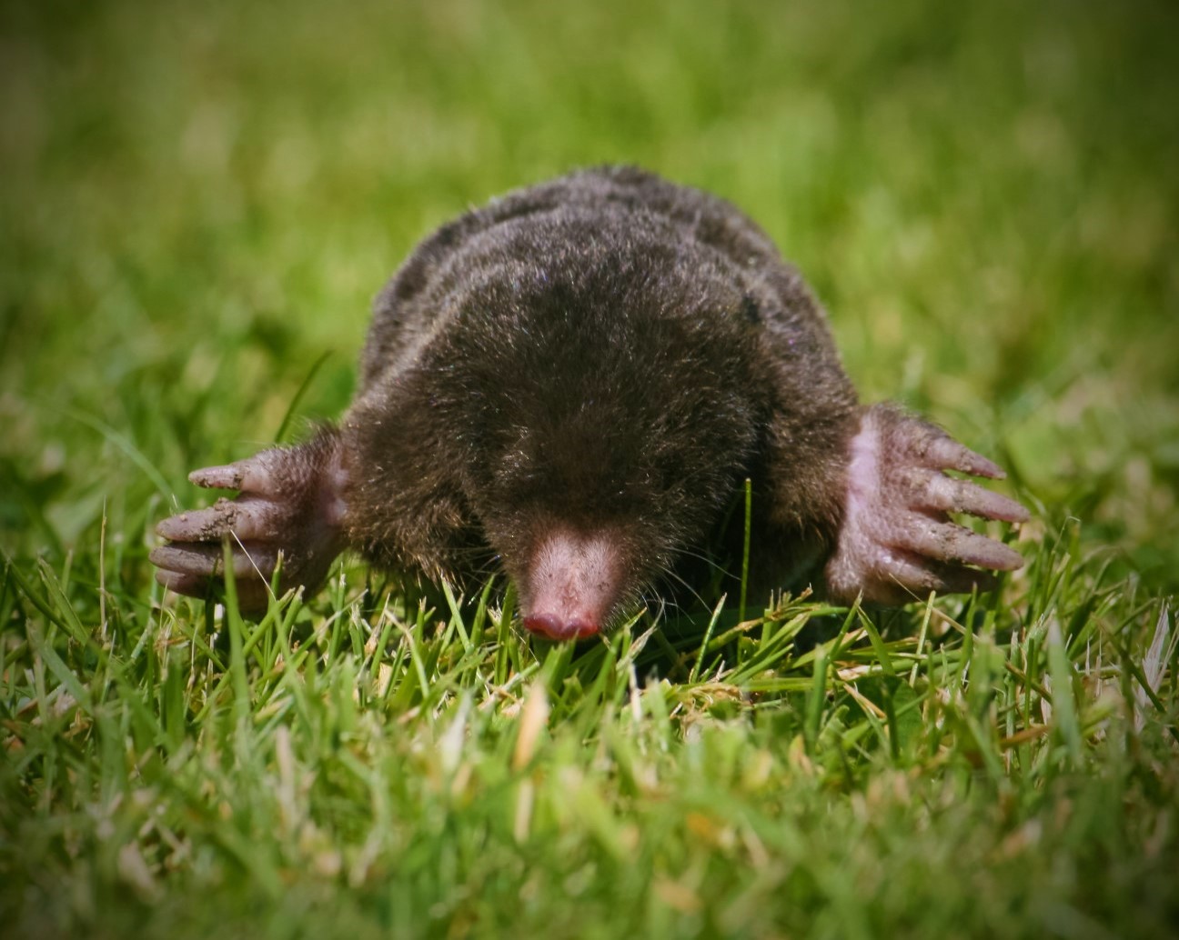 are moles bad for dogs