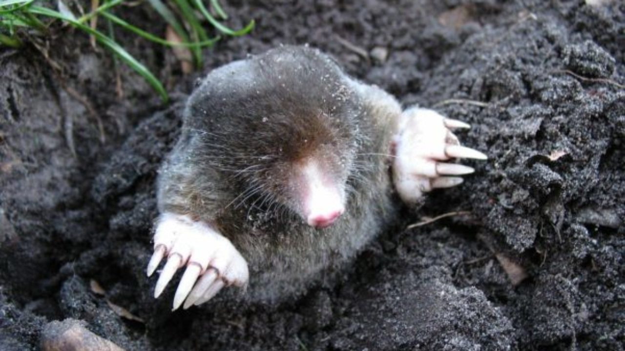 Benefits Of Moles Eating Worms