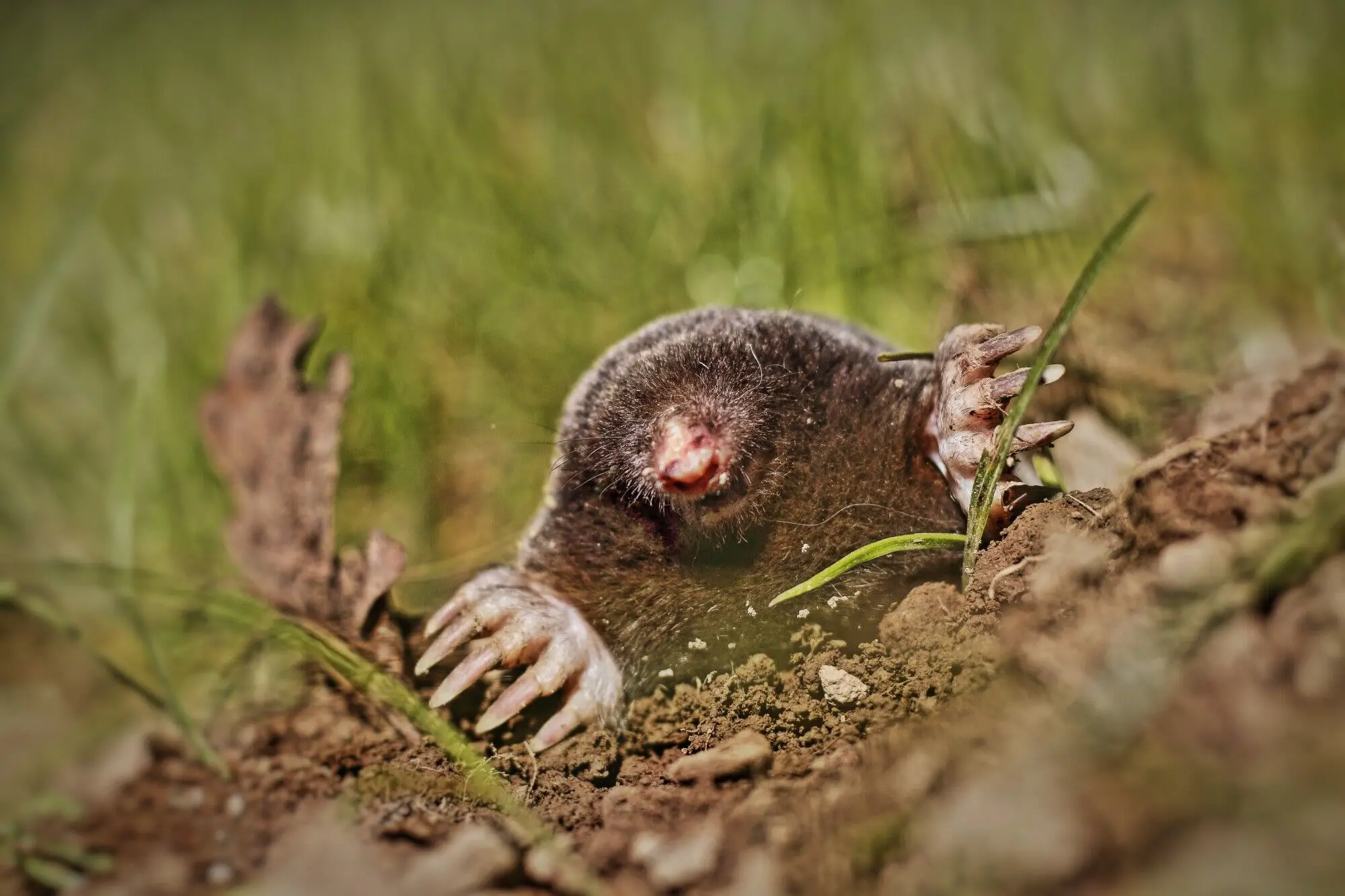 Can Moles Get In Your House?