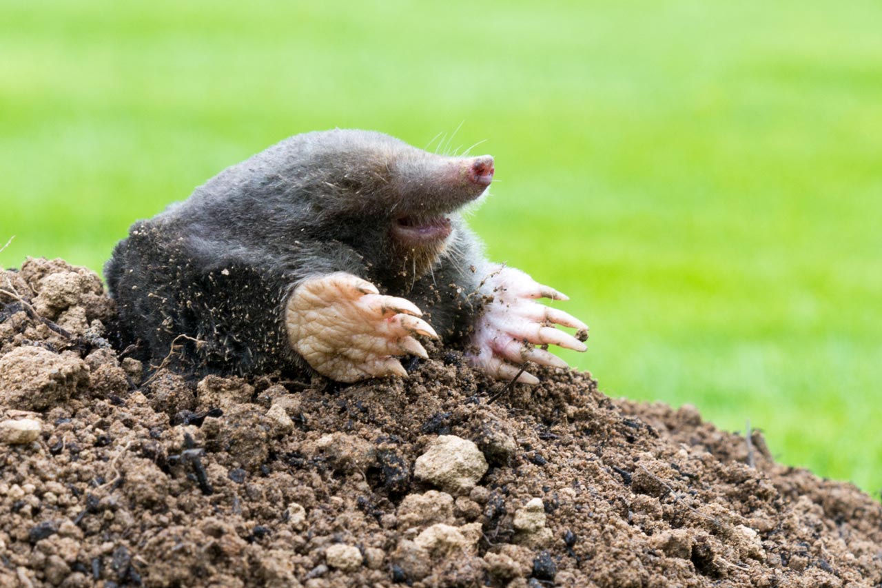 Can Moles Ruin Your House Foundation? Find Out Now!