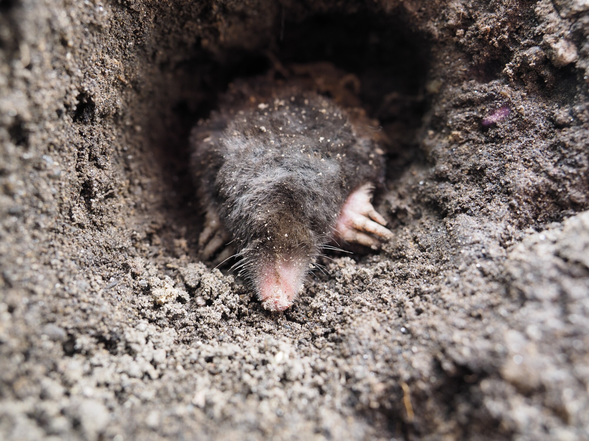 Disadvantages Of Ground Mole Traps