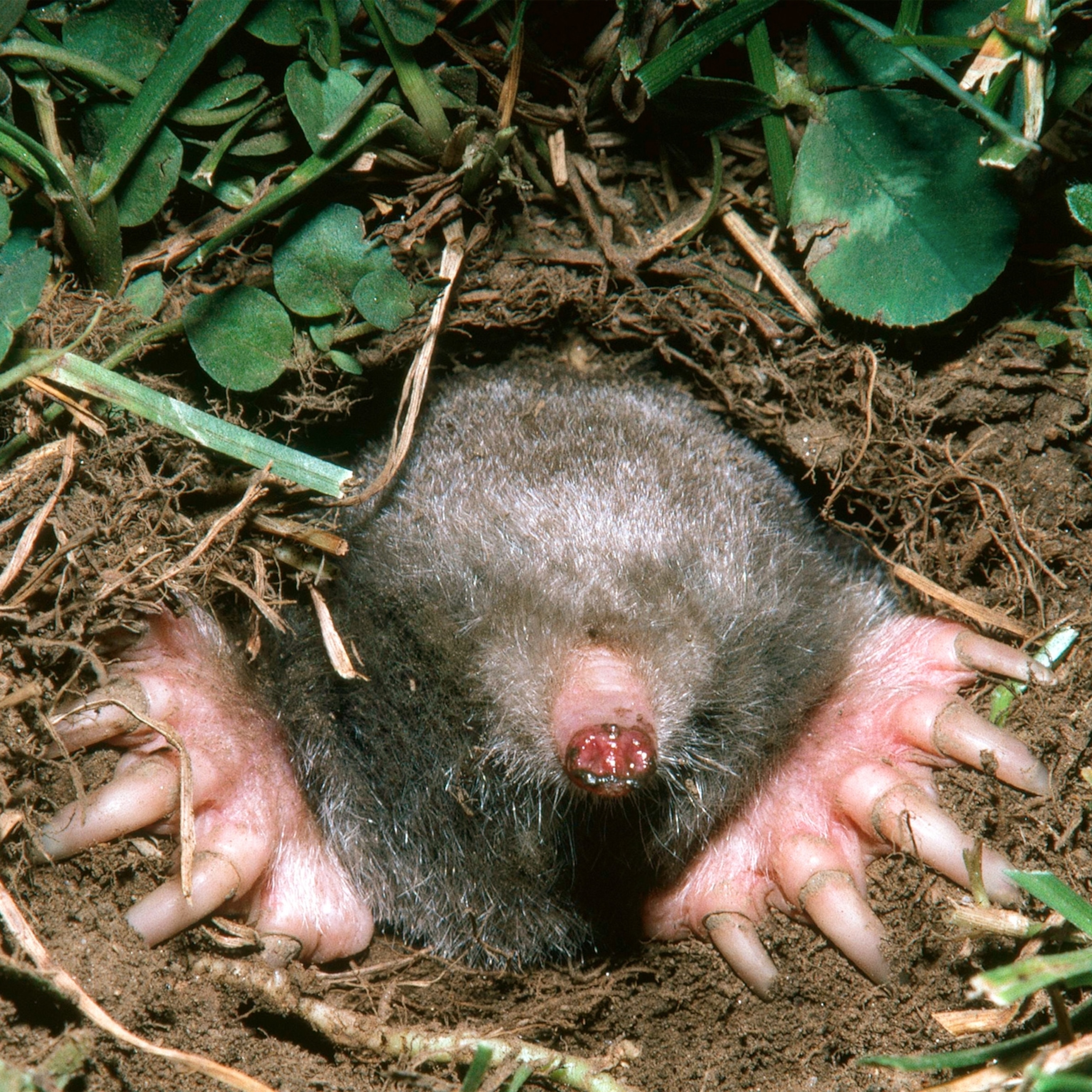 Do Moles Have Other Senses?
