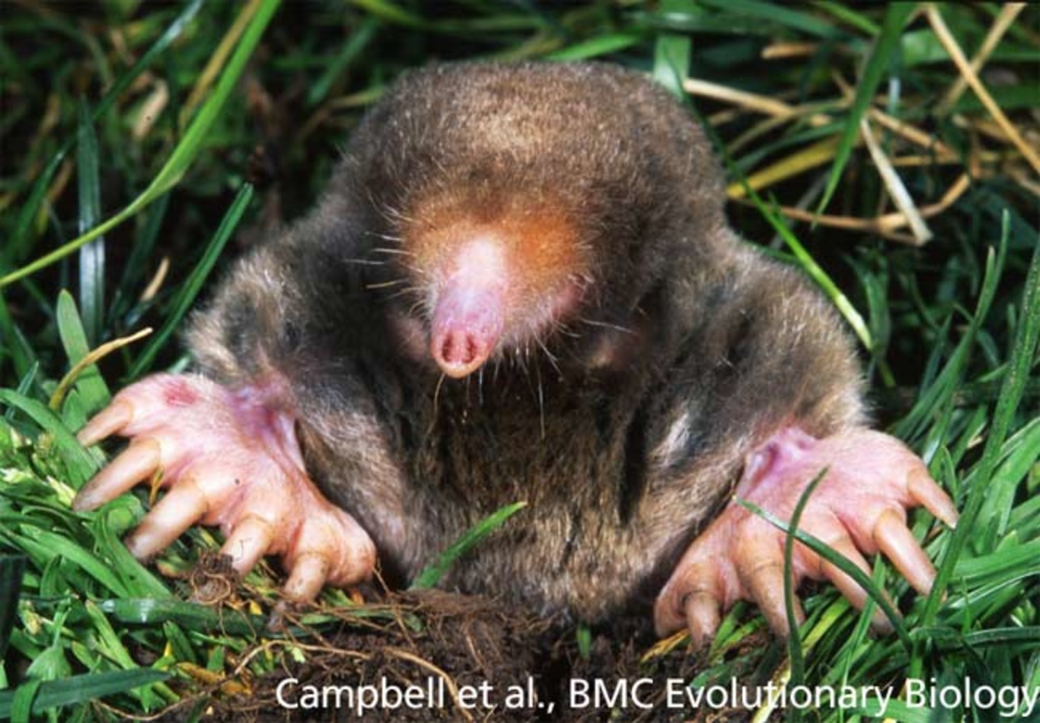 Do Moles Have Other Adaptations?