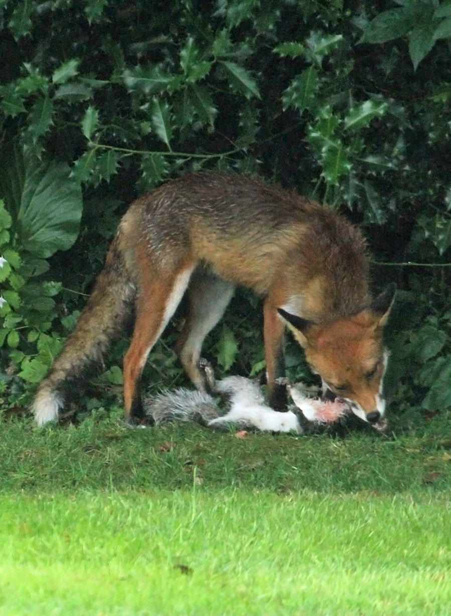 Do Foxes Eat Moles?