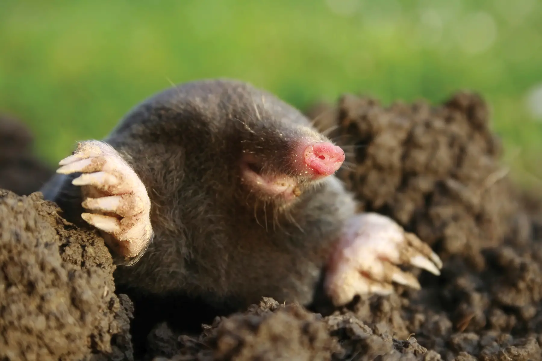 Do Moles And Mice Coexist?