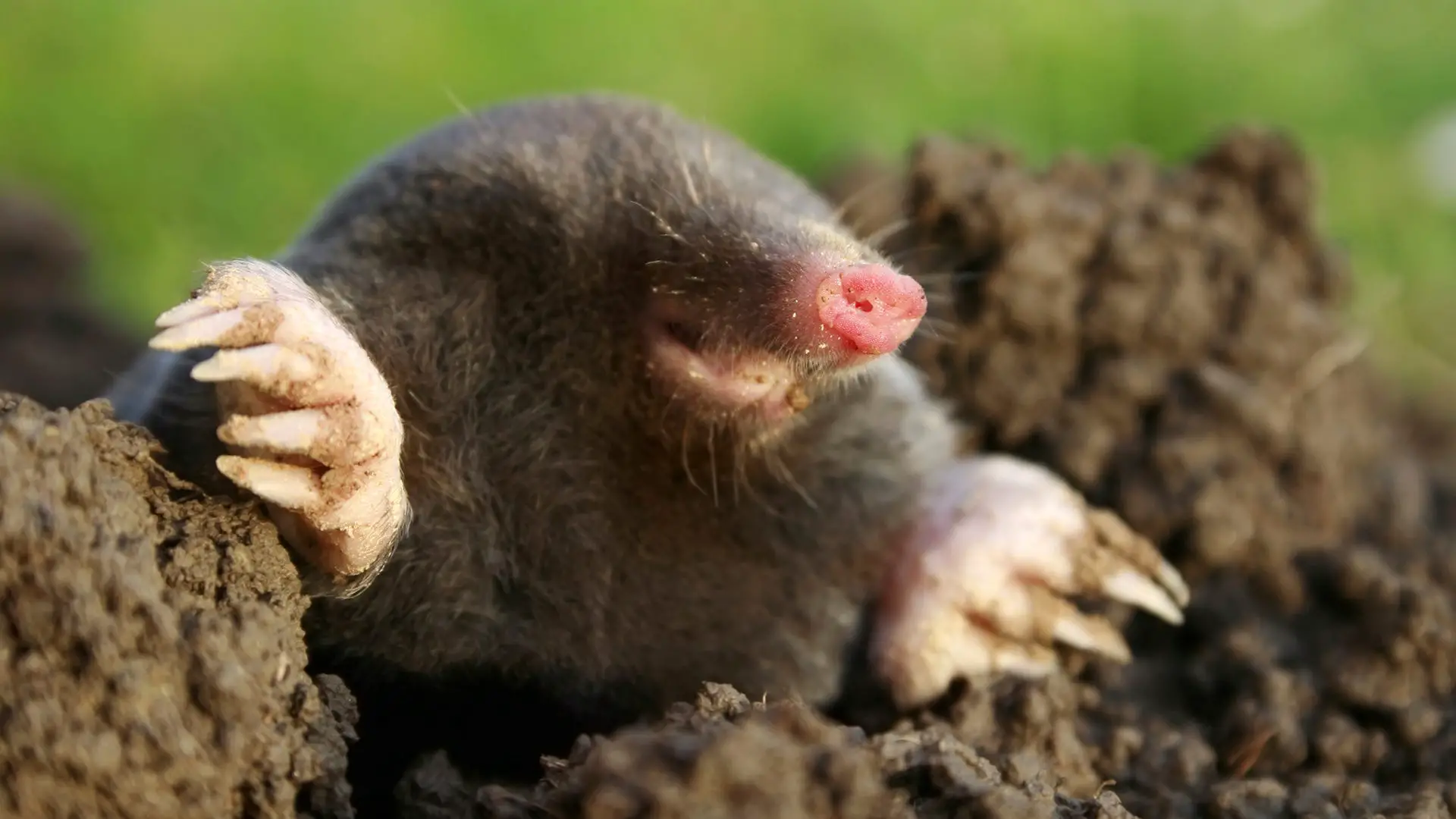 Do Moles And Mice Interact?