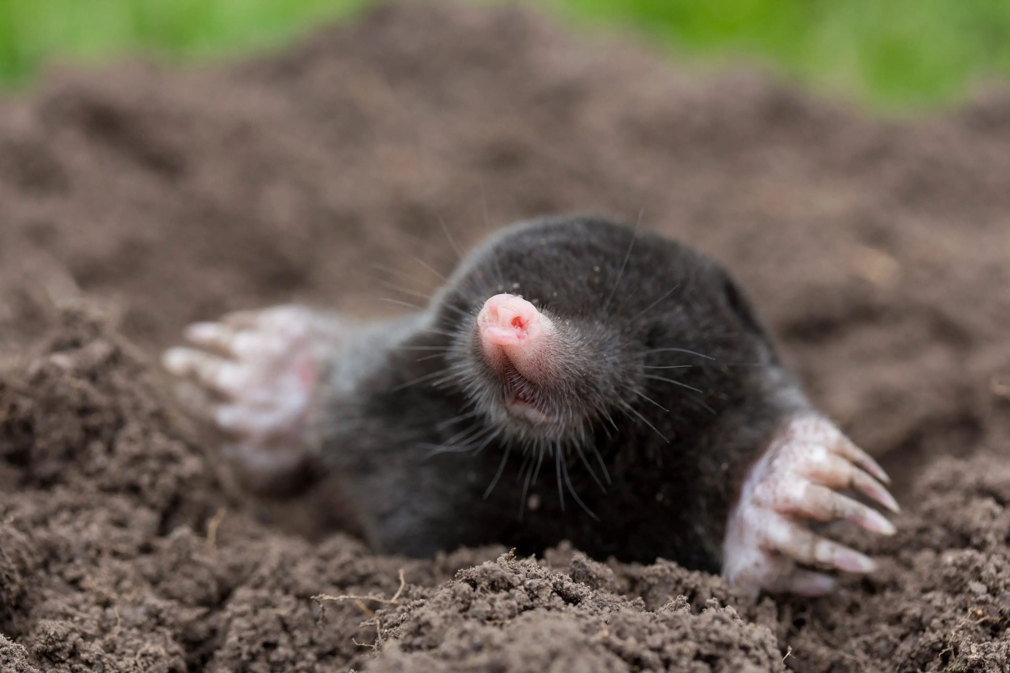 Do Moles Eat Earthworms?