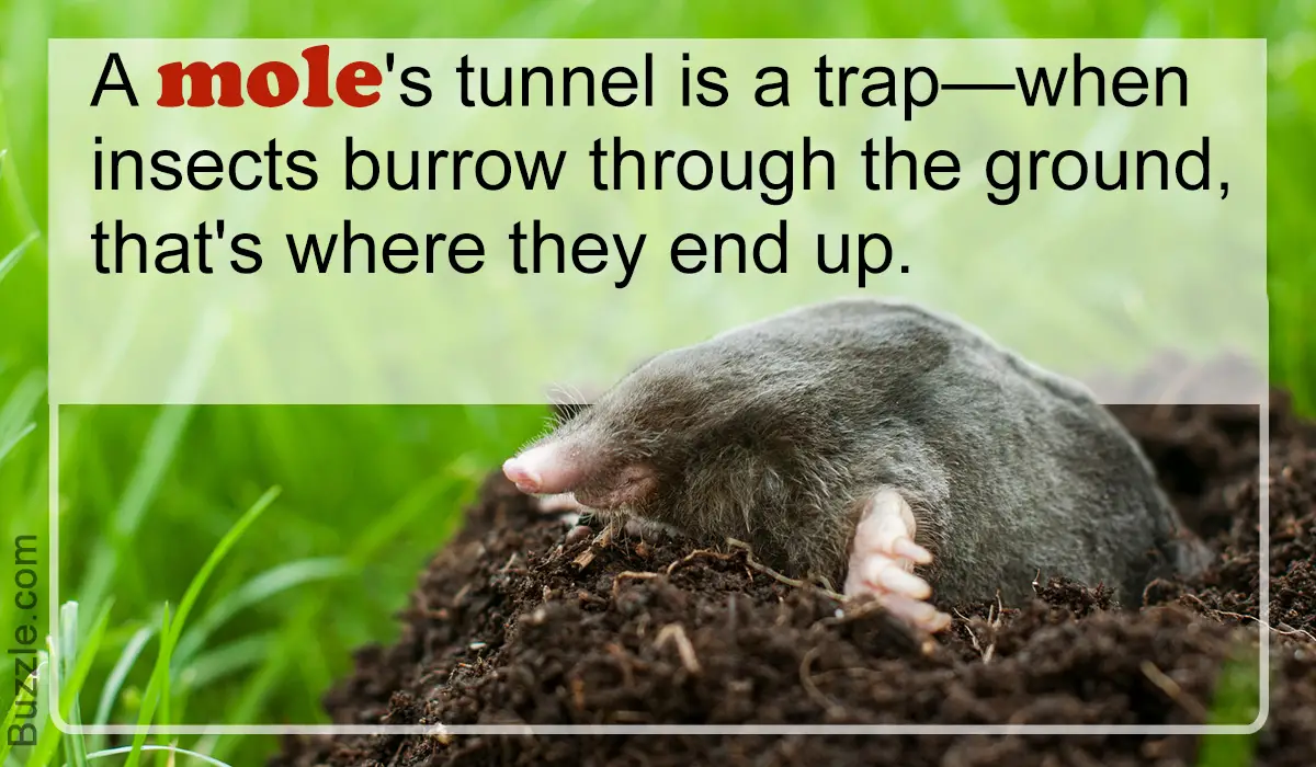 Do Moles Eat Mice?