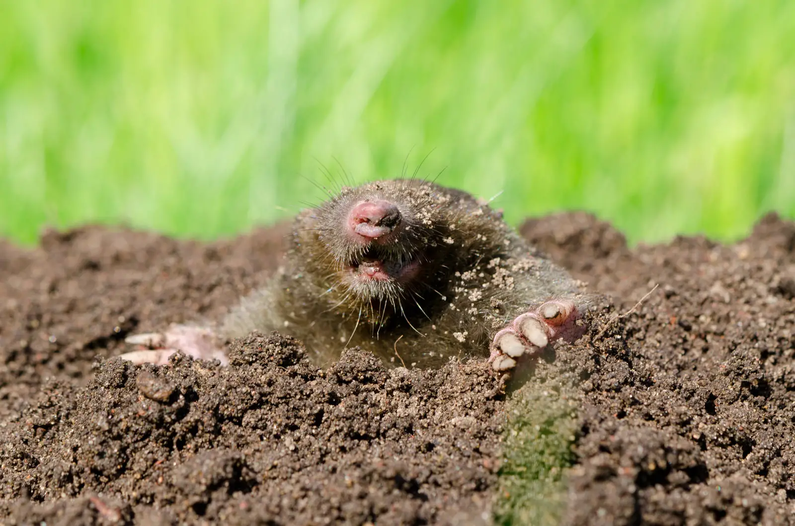 Do Moles Eat Tomatoes? The Answer May Surprise You!