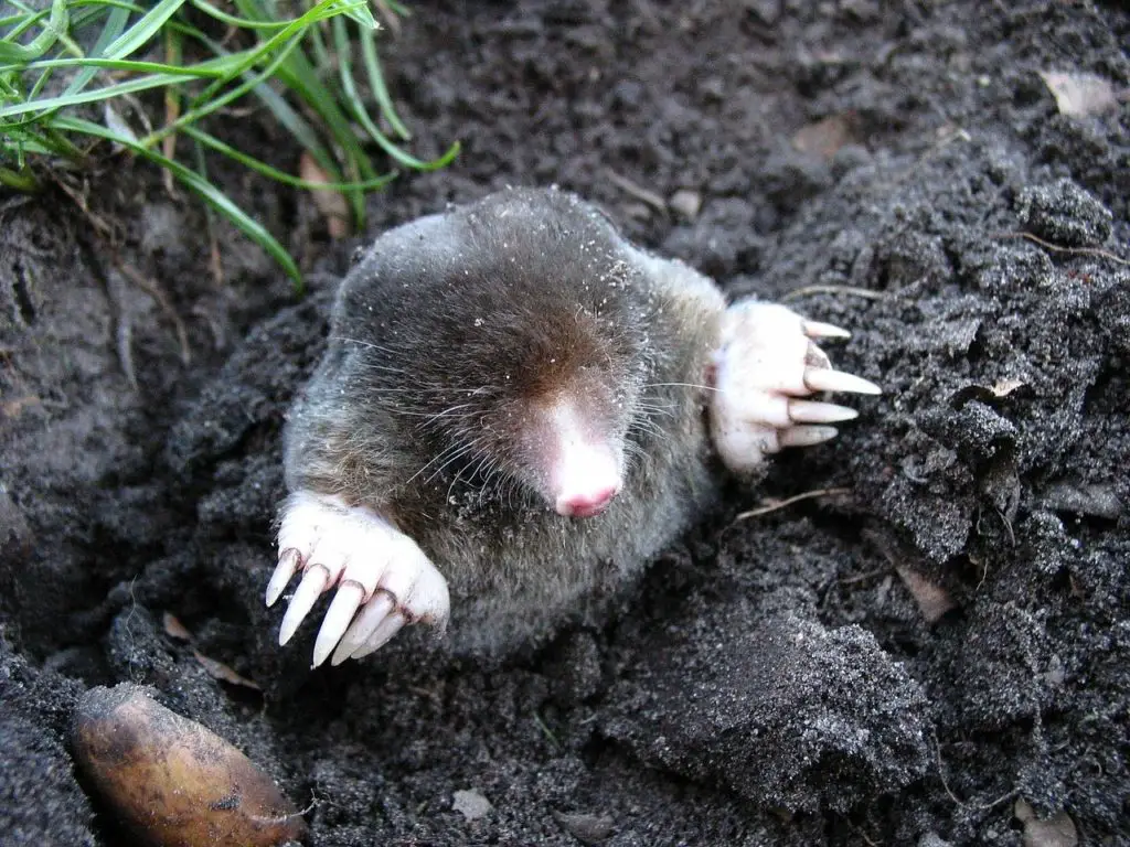 Do Moles Eat Worms?