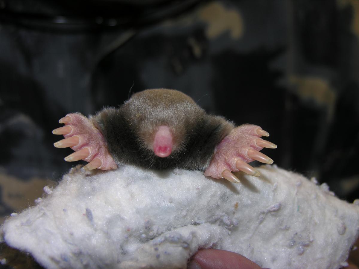 Eastern Mole Babies