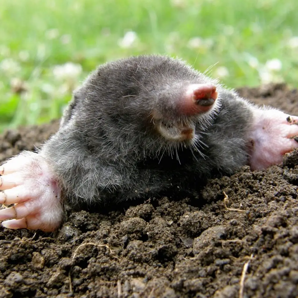 Factors To Consider Before Investing In Mole Deterrents