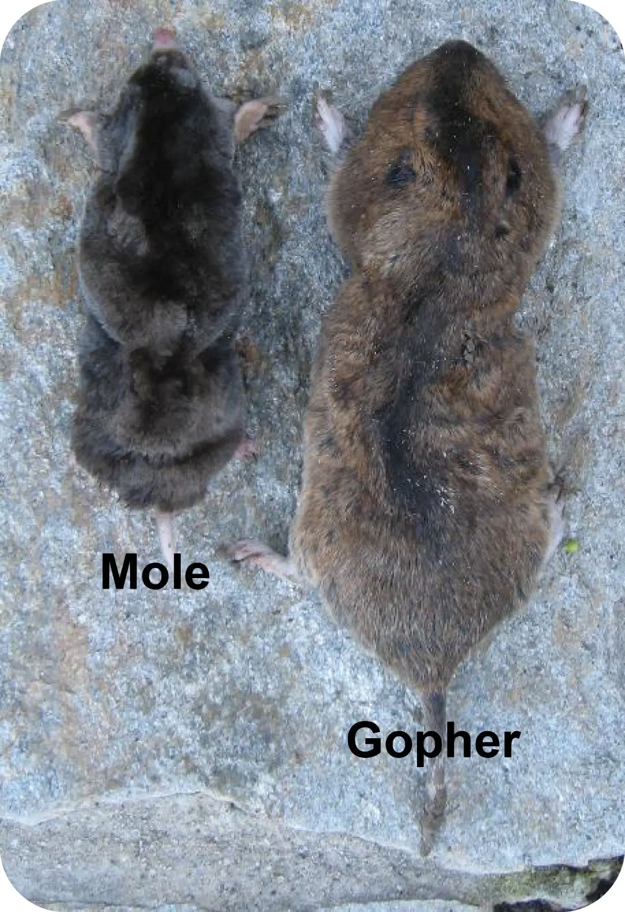 Groundhog Vs Mole: Comparative Chart