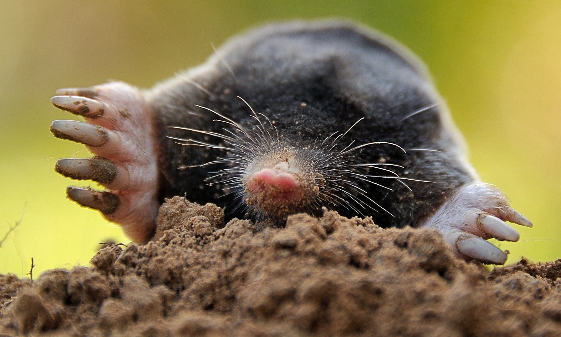 Health Benefits Of Eating Moles