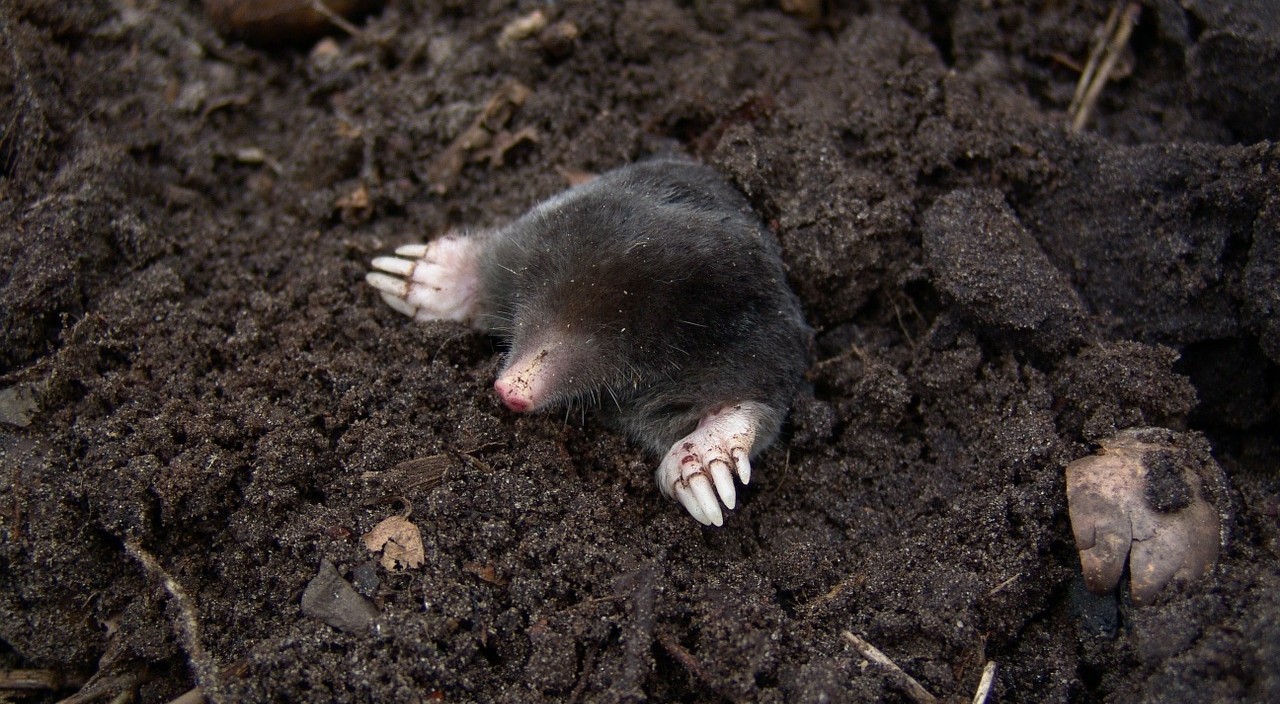 How Can You Prevent Moles From Entering Your Yard?