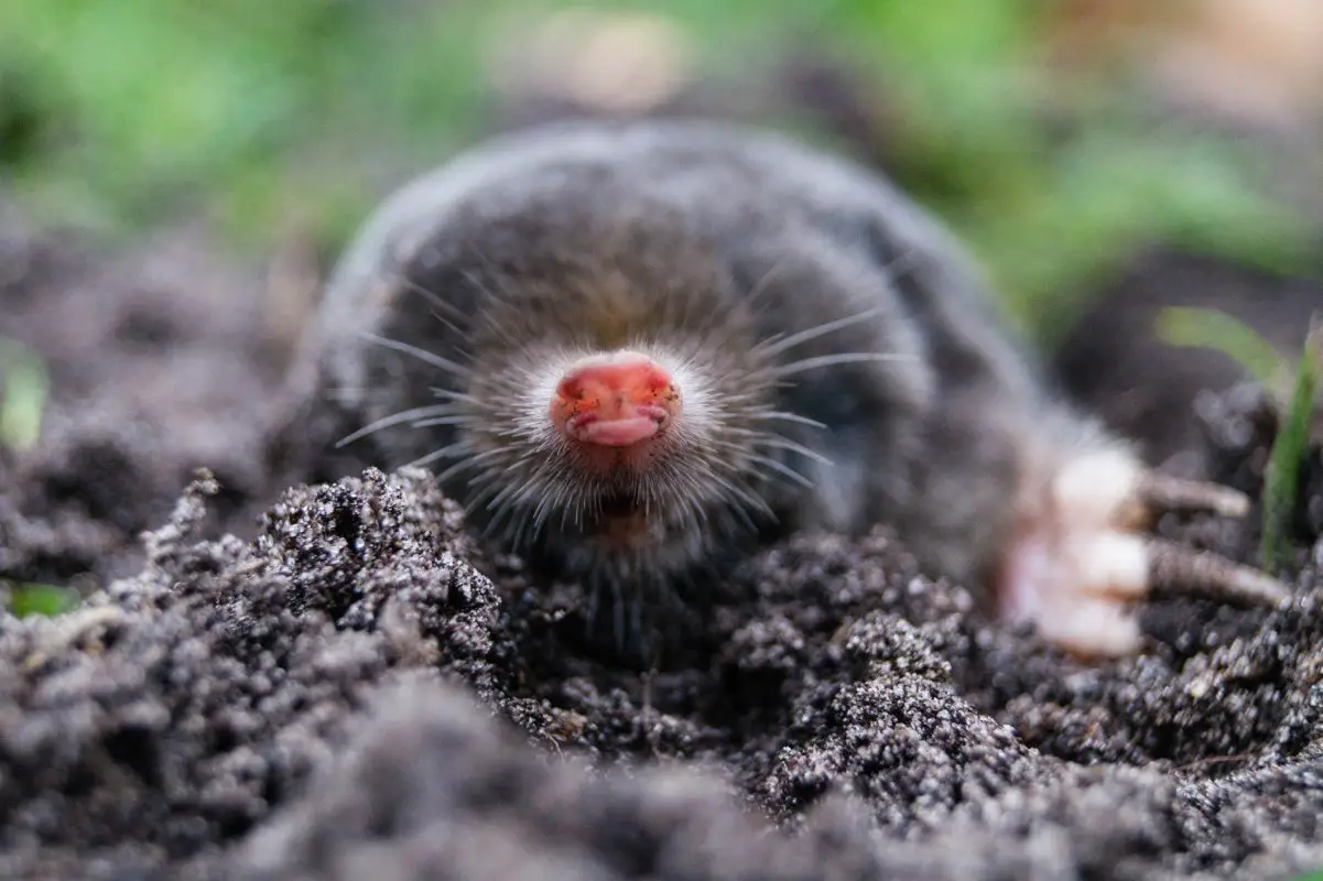 How Does A Mole Avoid Predators?