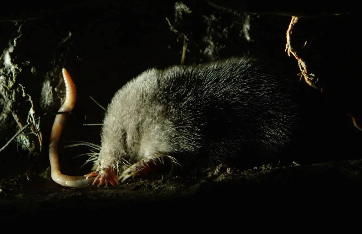 How Does A Mole Hunt For Food?