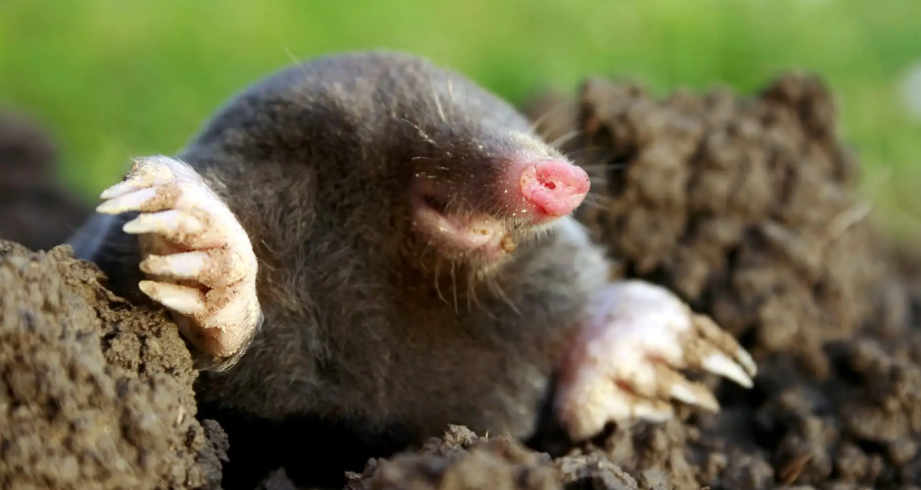 How To Get Rid Of Moles In Ohio