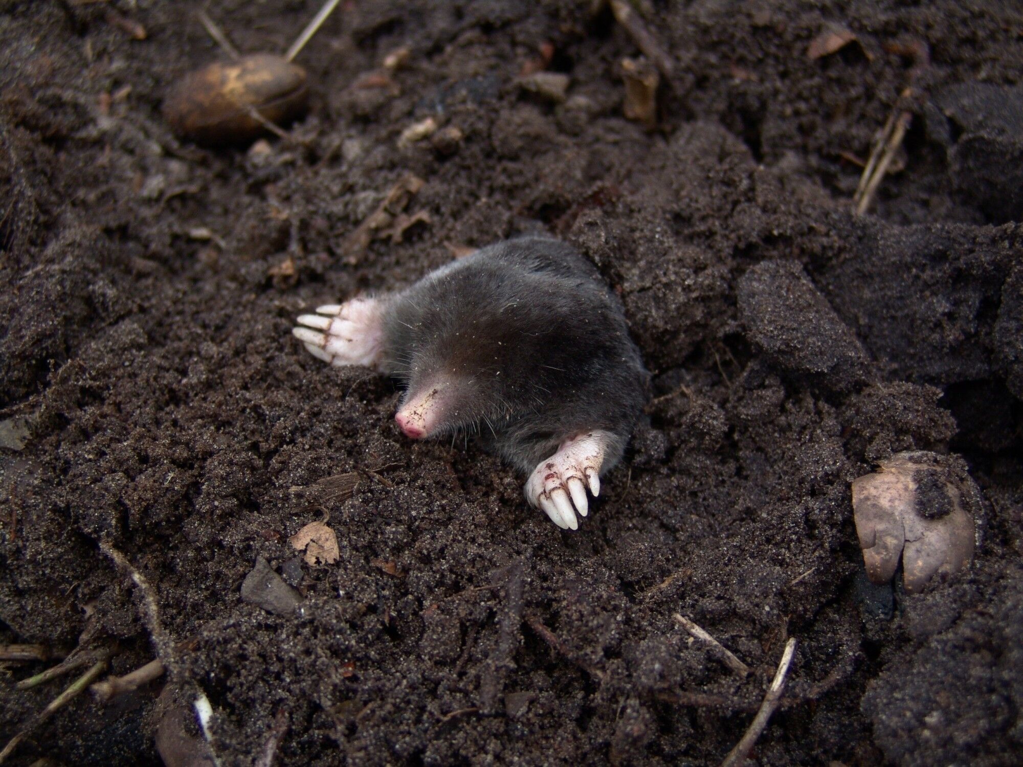 How To Tell If You Have Moles In Your Yard