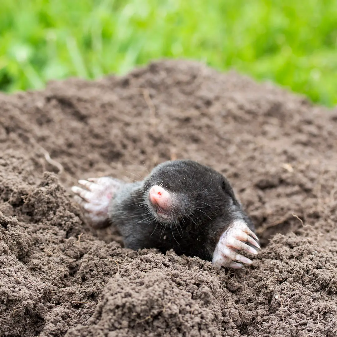 Moles And Ohio Pest Control
