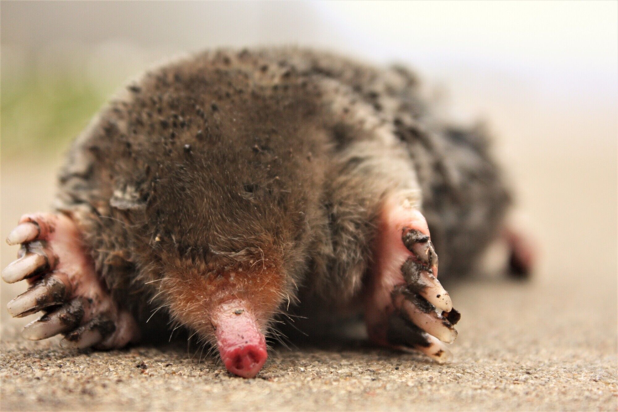 Setting Ground Mole Traps