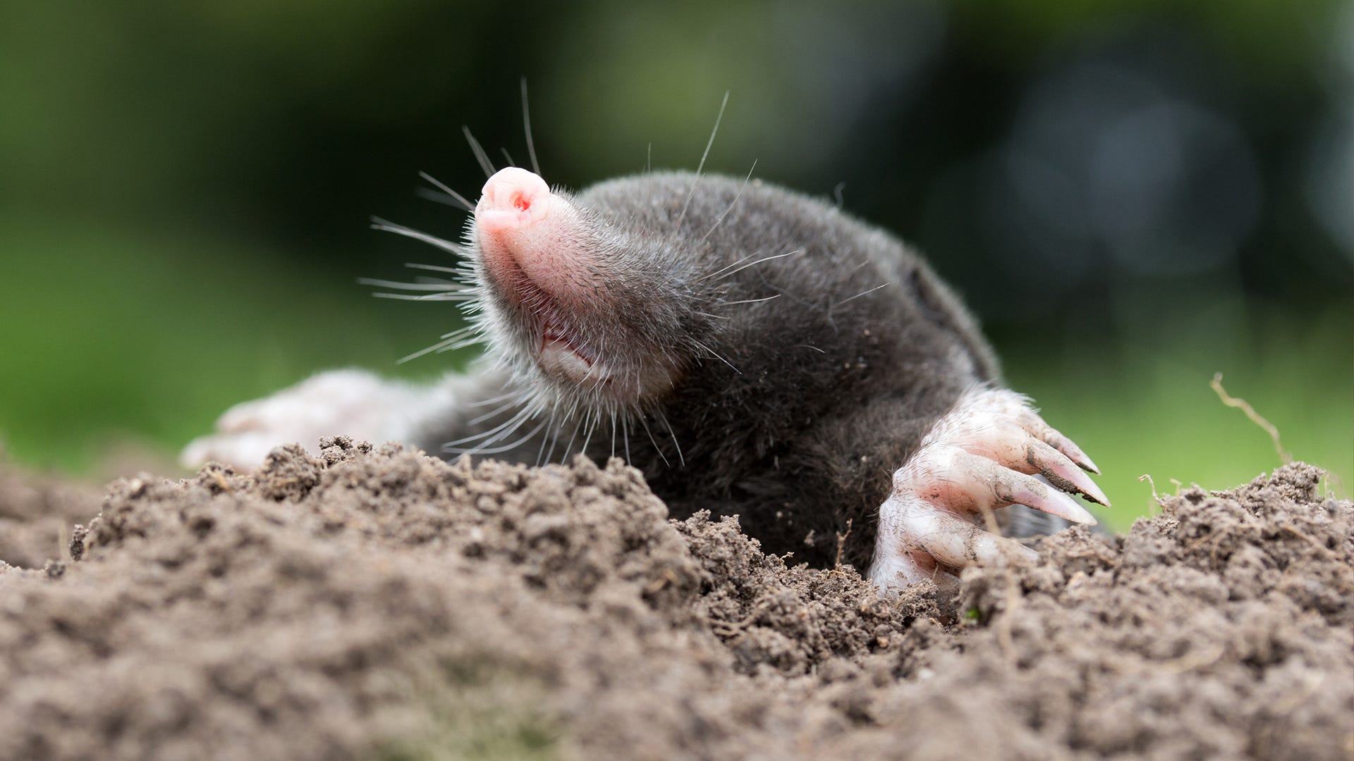 Signs Of A Mole In Your Yard