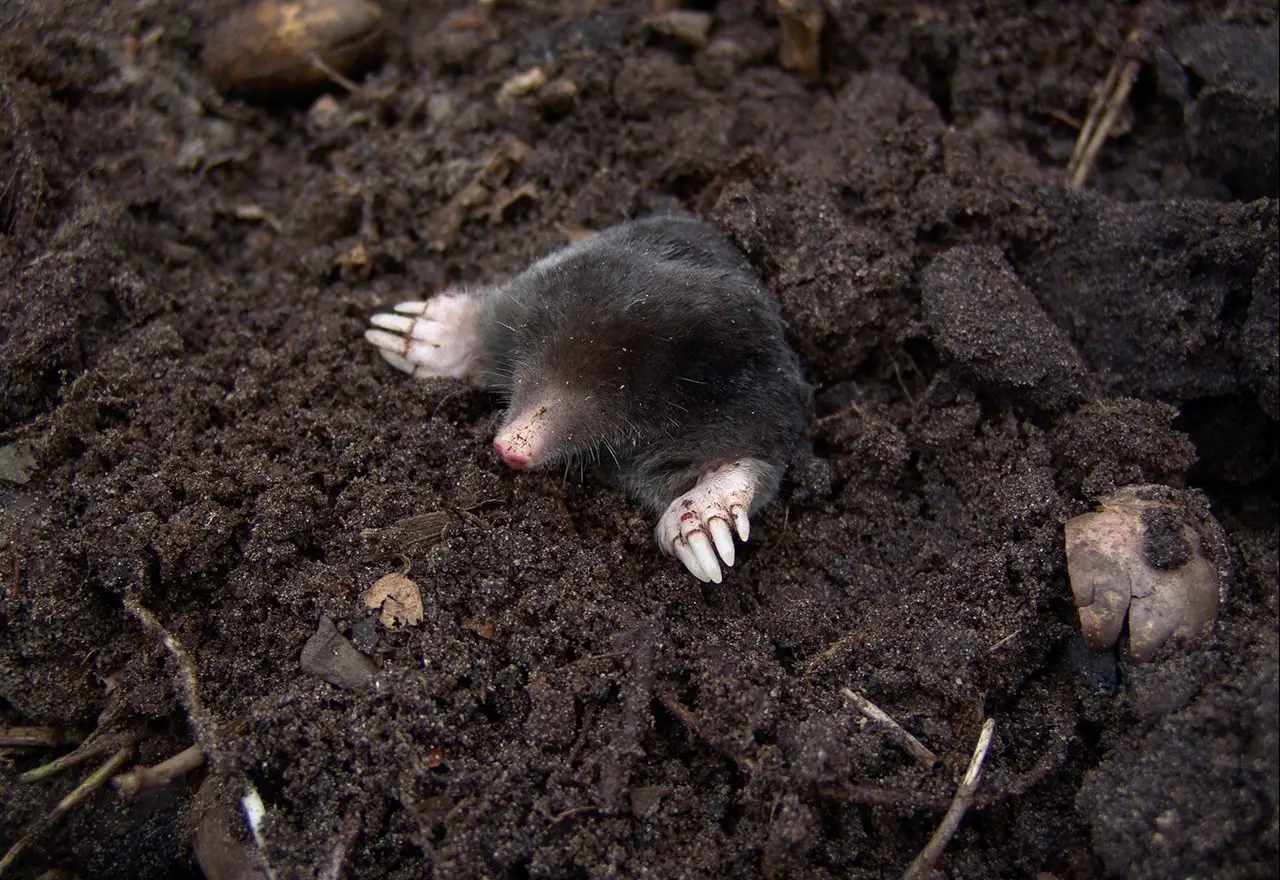 Signs Of A Mole Problem In Ohio