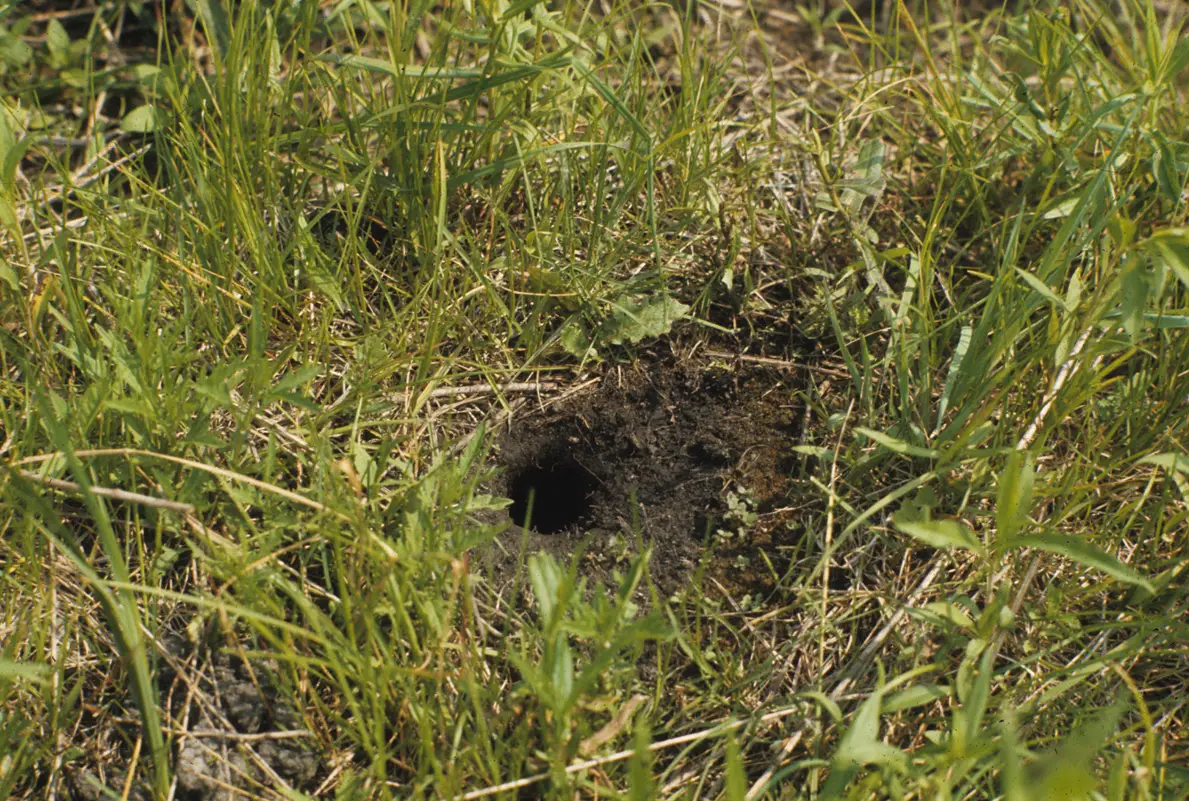 Size Of Mole Holes And Snake Holes