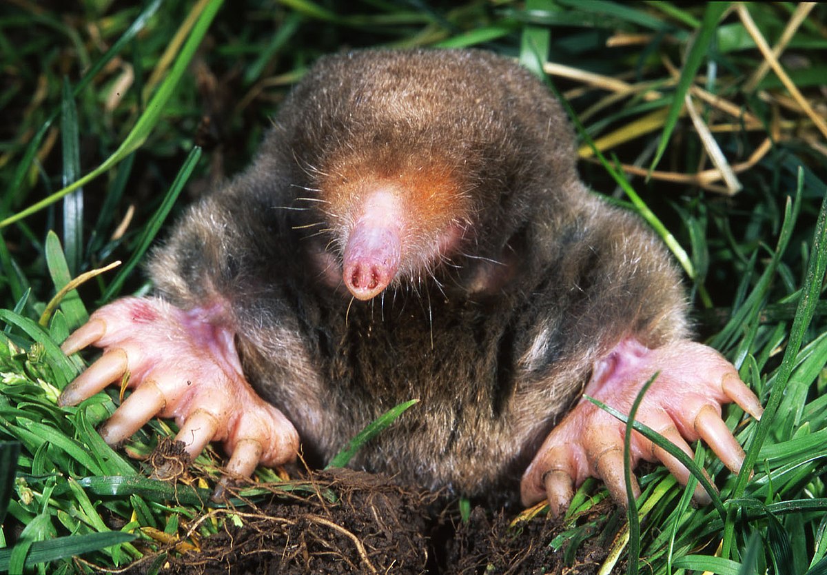Types Of Moles Found In Ohio