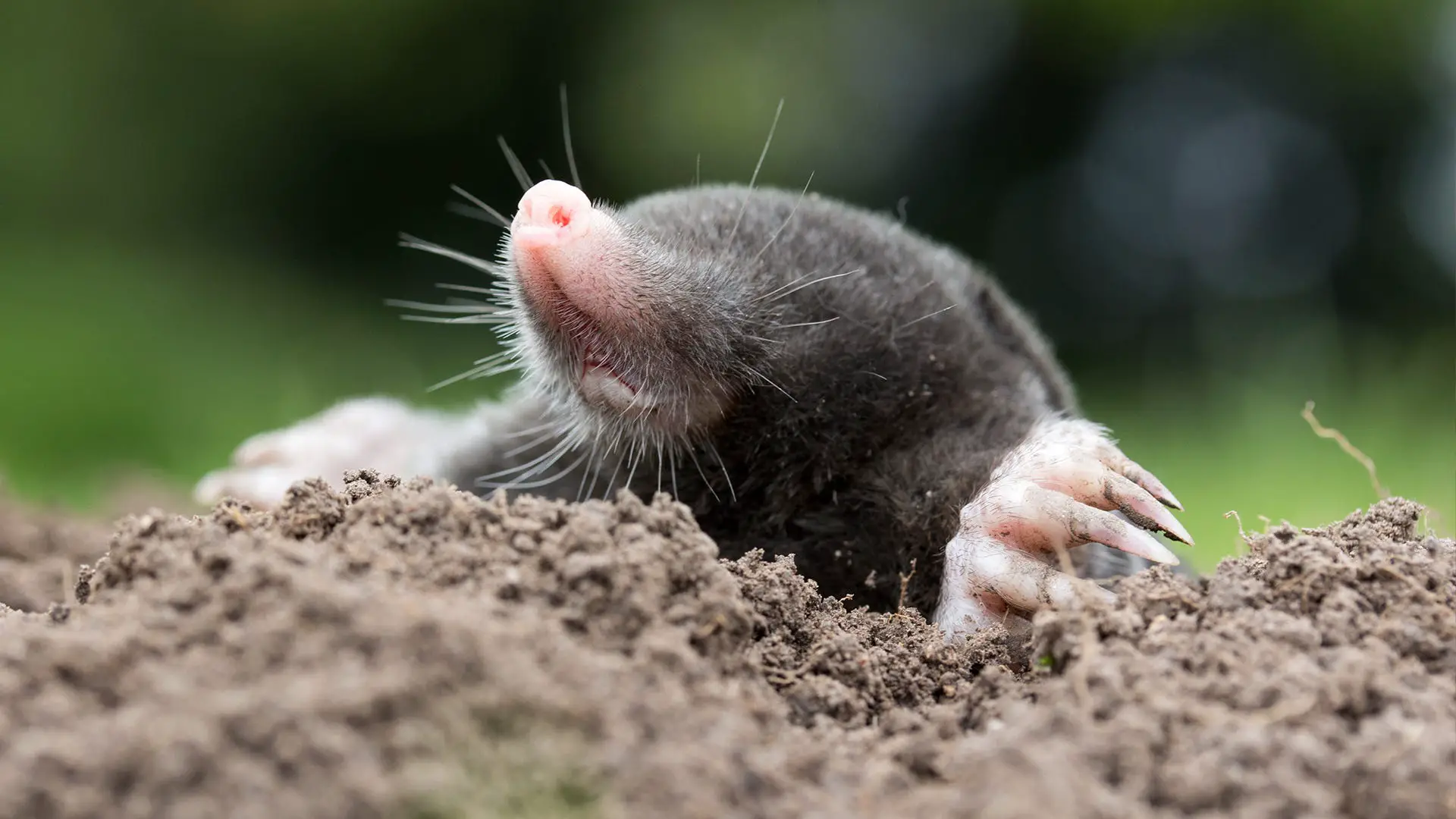 What Animals Live In Mole Holes And Snake Holes?