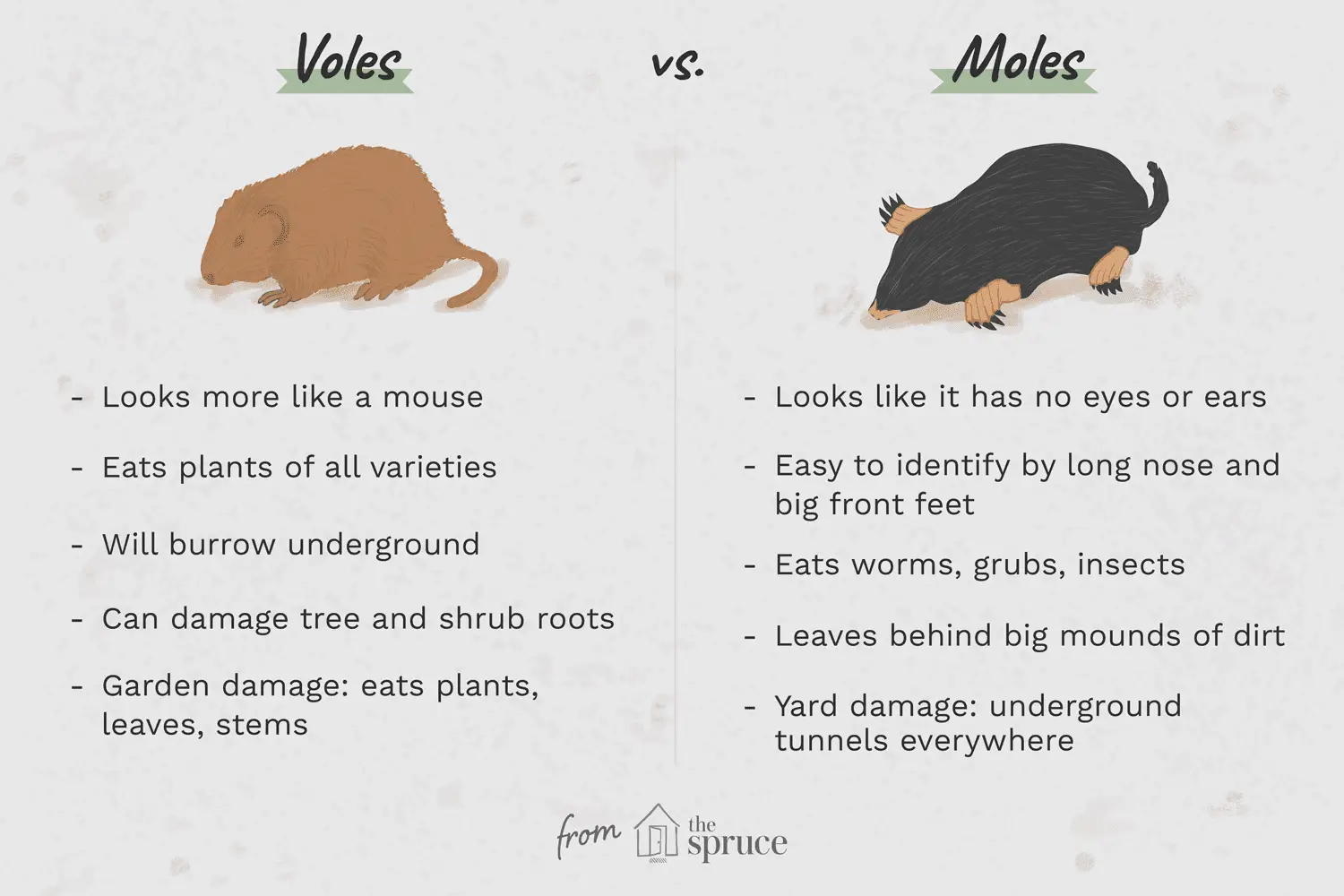 What Are Moles And Mice?