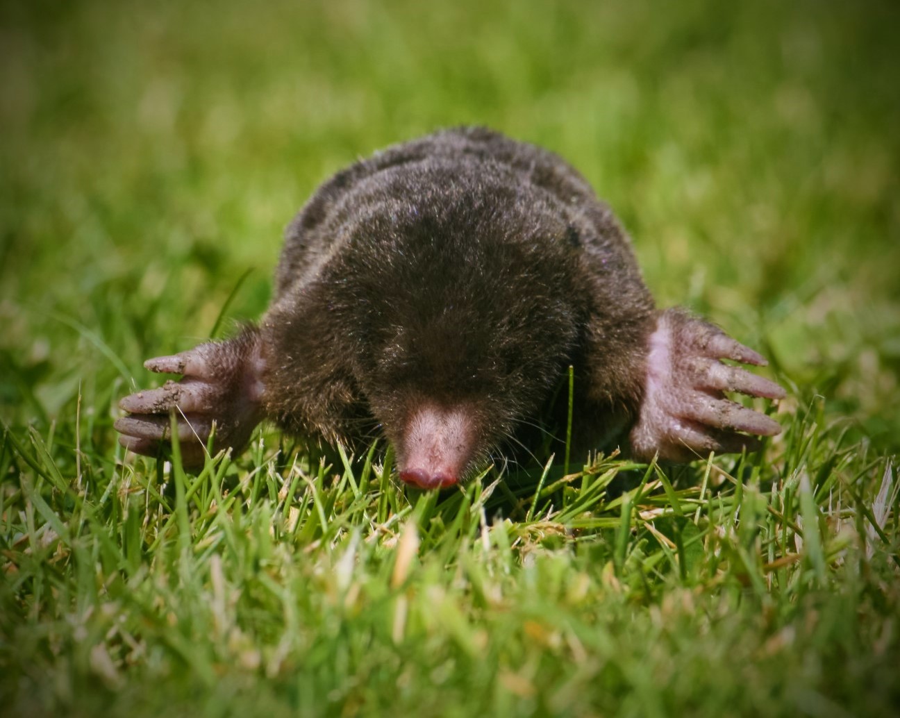 What Are The Signs Of Moles In Your Yard?