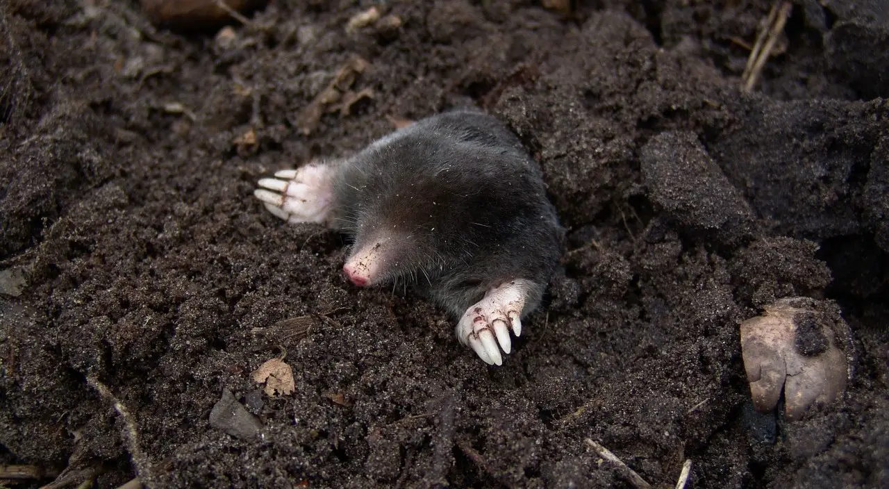 Can Moles Carry Rabies? The Facts You Should Know