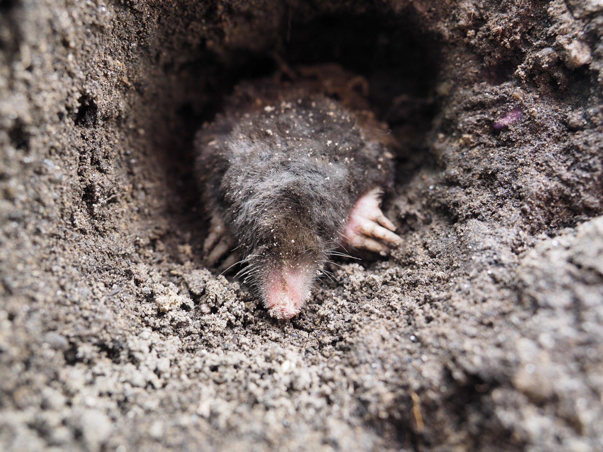 What Causes A Mole Infestation In House?
