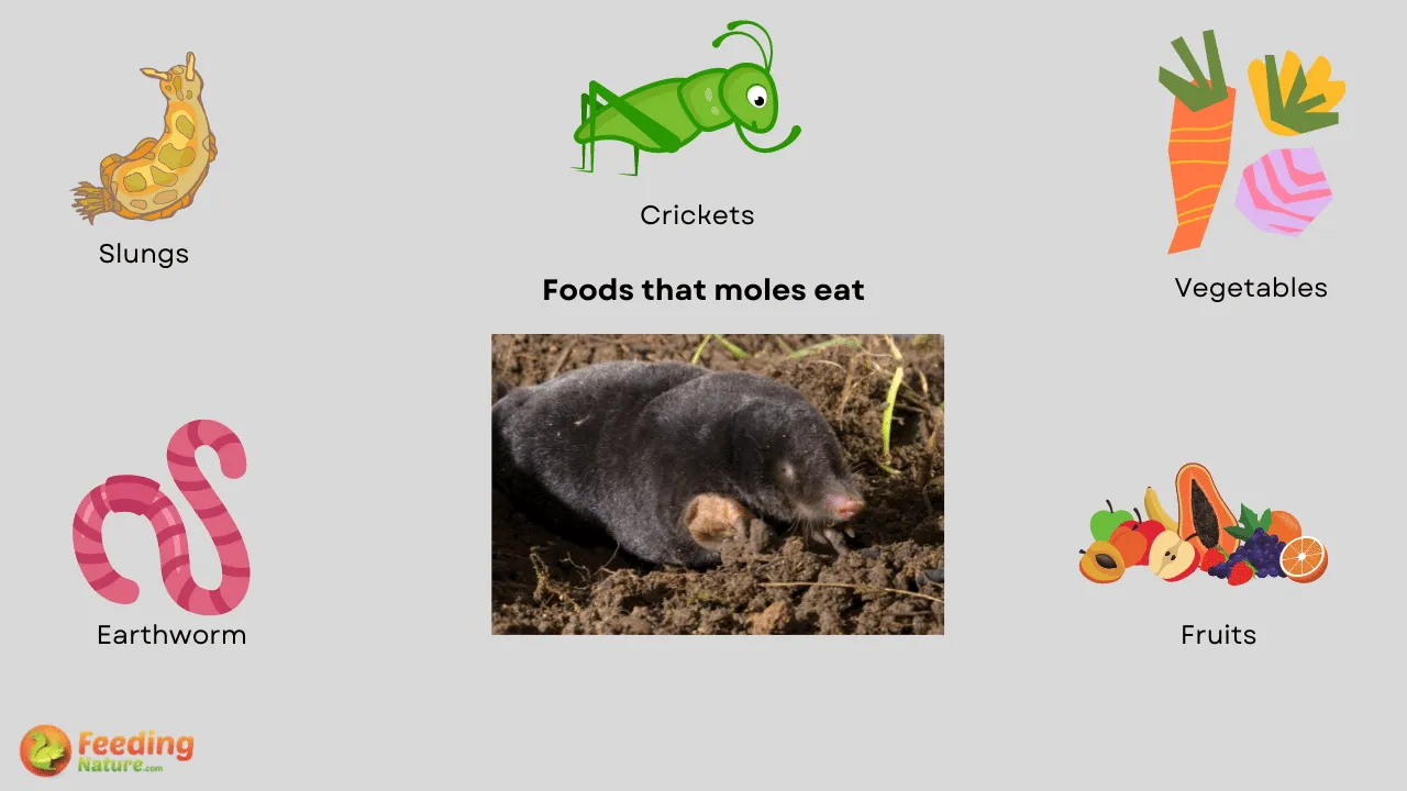 What Do Moles And Mice Eat?