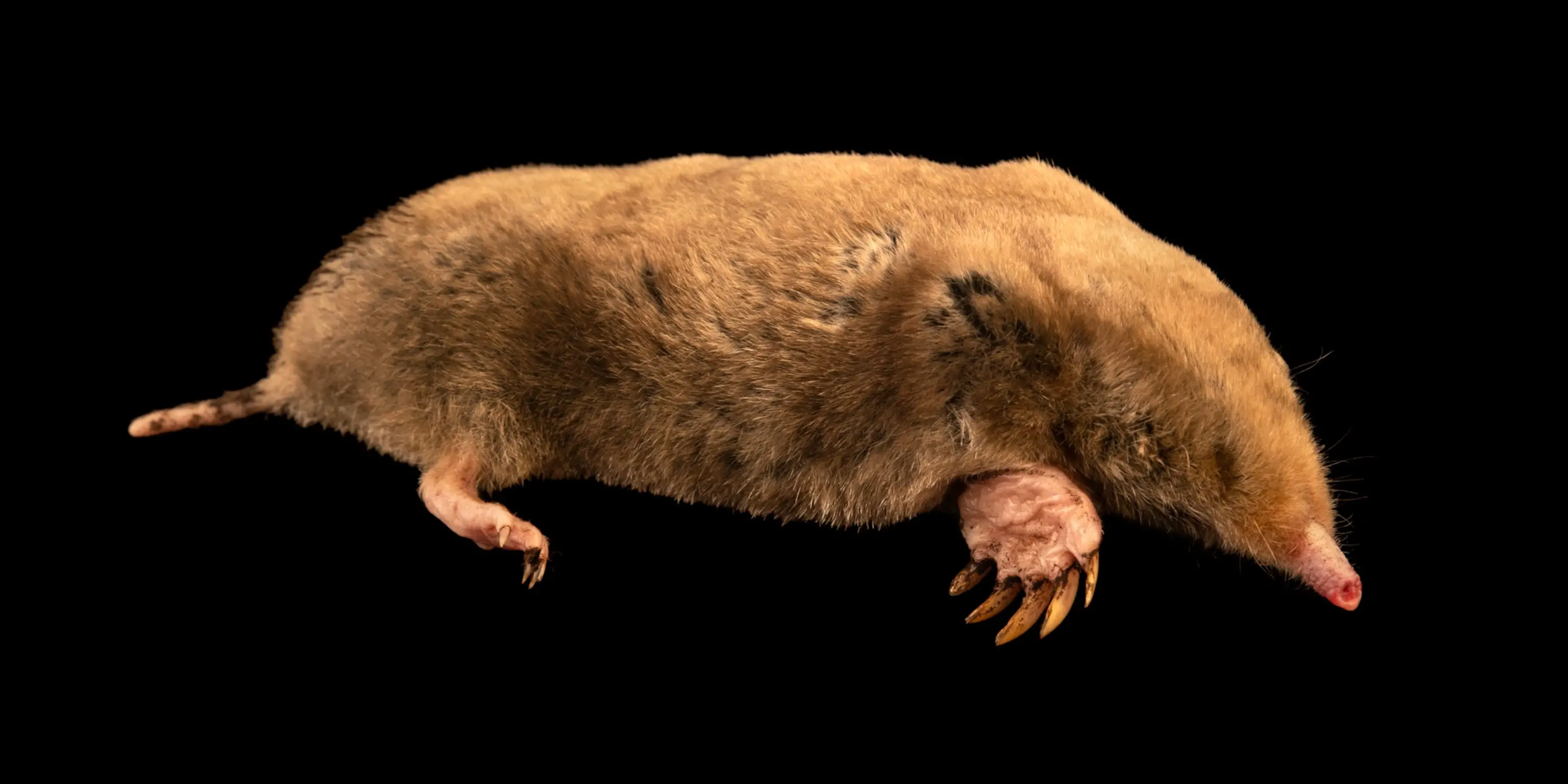What Does A Mole In A House Look Like?