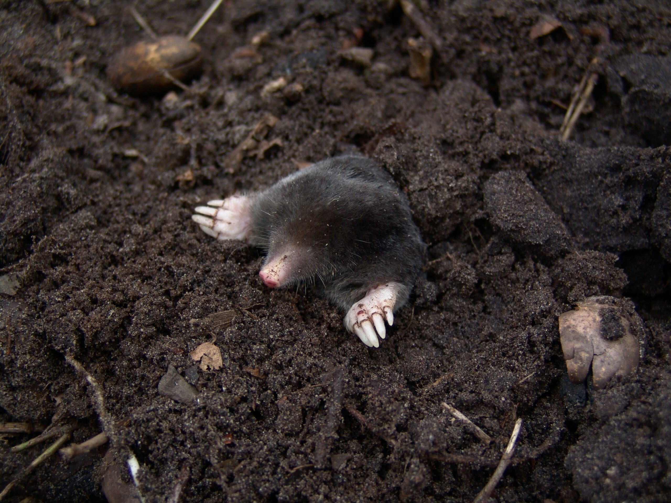 Can Moles Carry Rabies? The Facts You Should Know