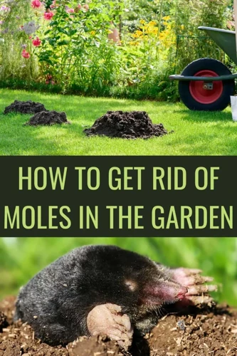 10 Repellent Plants To Keep Moles Away