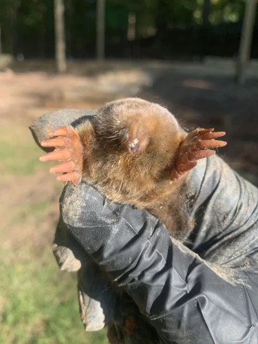Benefits Of Hiring A Professional Mole Trapping Service