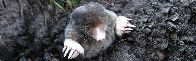 Benefits Of Planting Mole-Resistant Plants