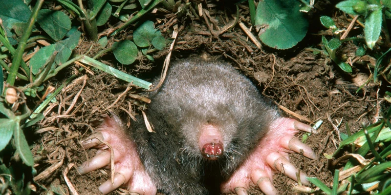 Common Fur-Related Myths About Moles And Their Control