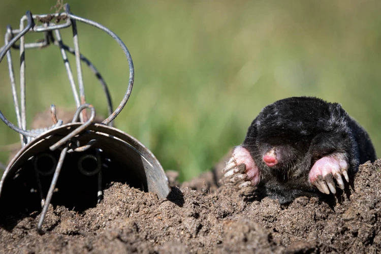 Common Mistakes To Avoid When Setting A Mole Trap