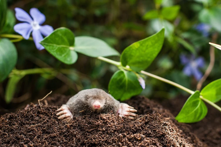 Cons Of Using Barriers For Mole Control