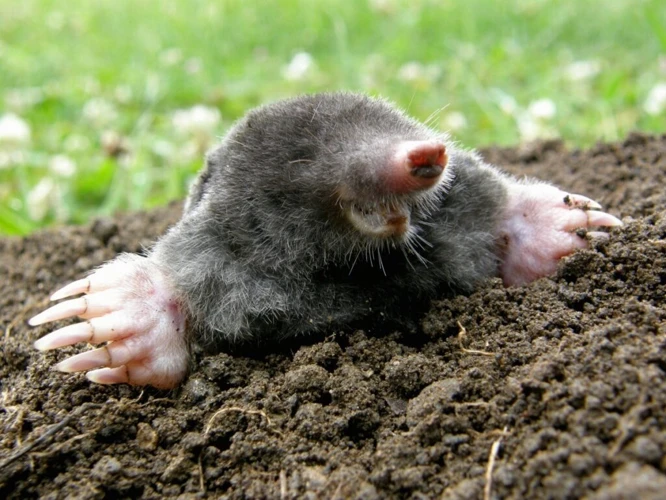 Control Moles By Understanding Their Diet