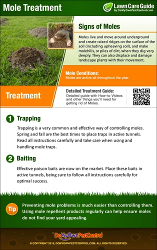 Factors To Consider Before Using Mole Repellents