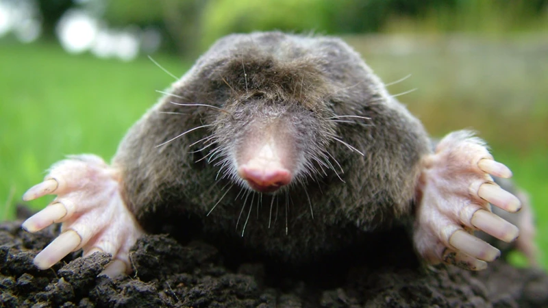 How Do Mole Fumigants Work?