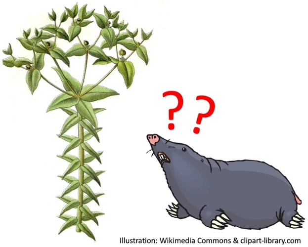 How Herbs Help Mole Prevention
