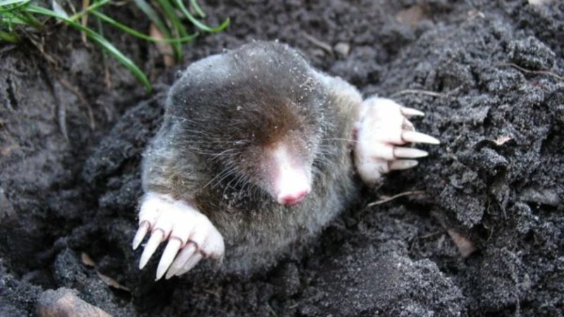 How Moisture Causes Moles To Move In
